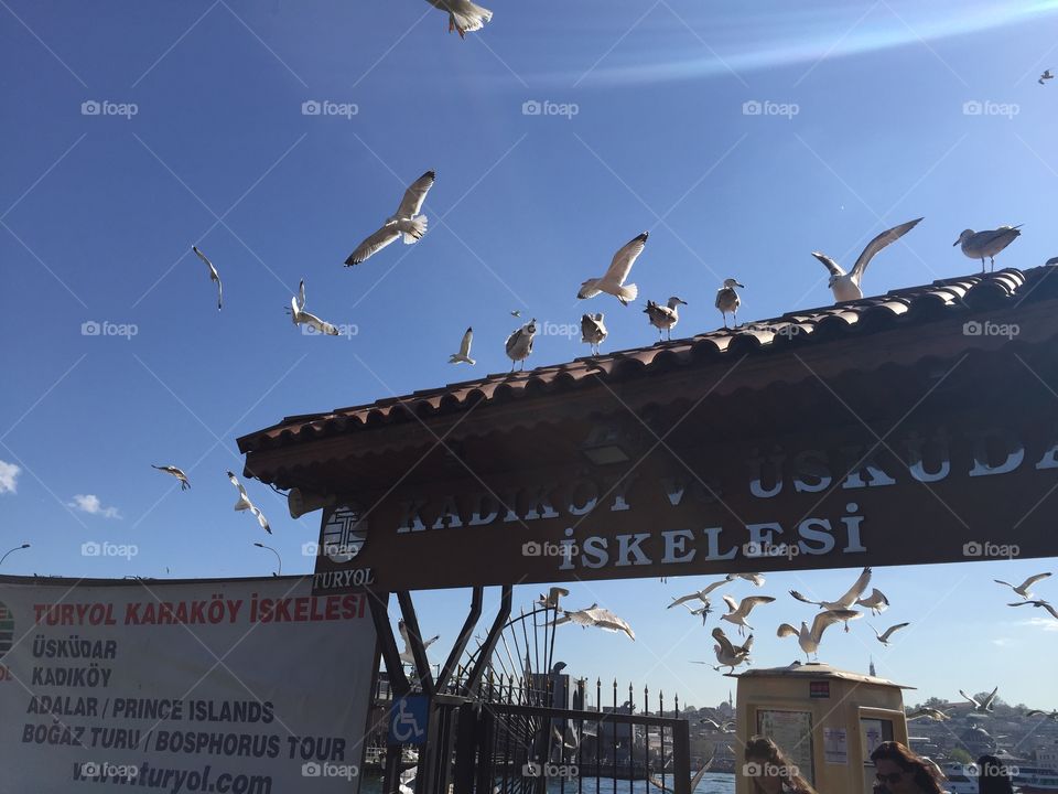 Seagulls 