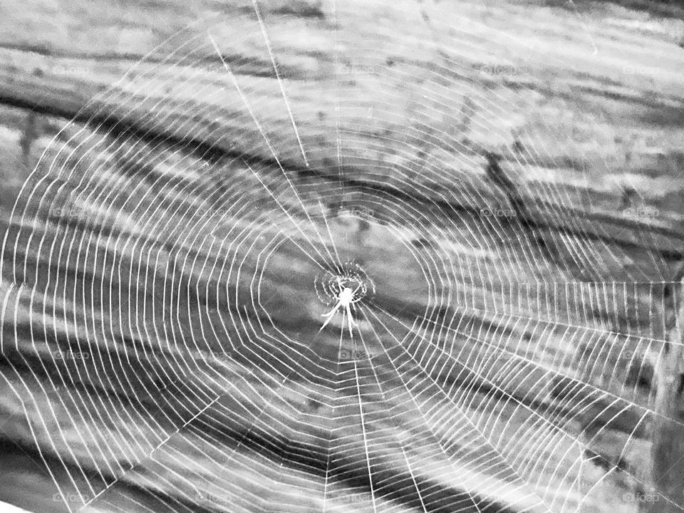 Circle spiderweb 🕸