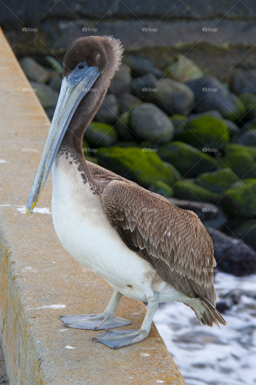 THE PELICAN AT THE GOLDEN GATE BRIDGE SAN FRANCISCO CALIFORNIA USA