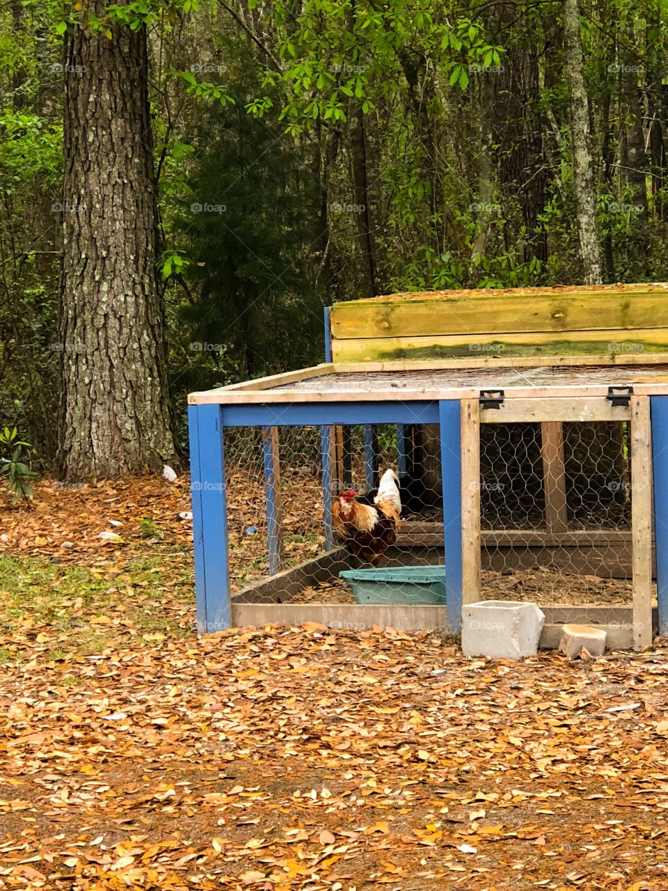 Rooster in a coop