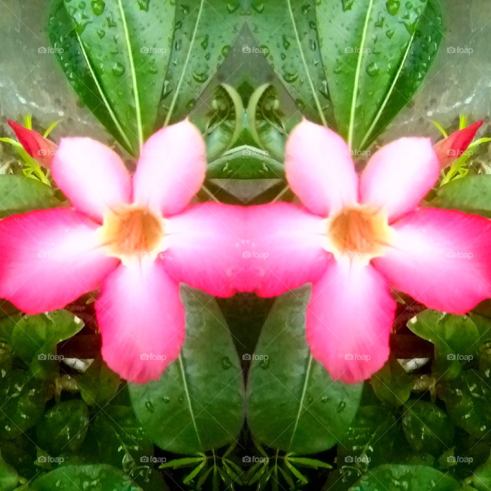 Adenium Flower in Mirroring of Portrait of Plant
