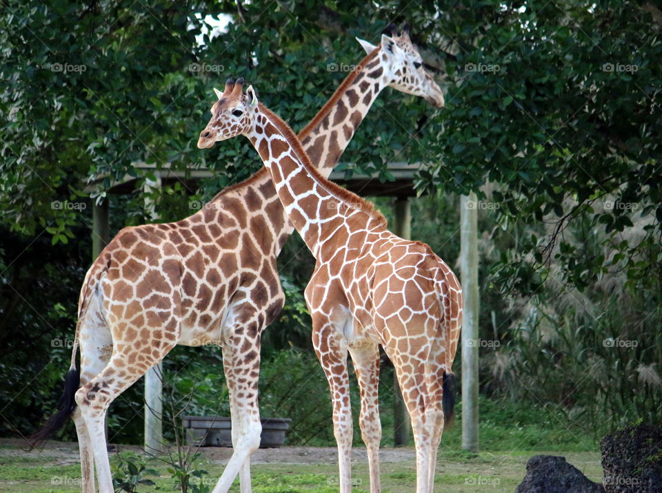 Giraffes crossing necks