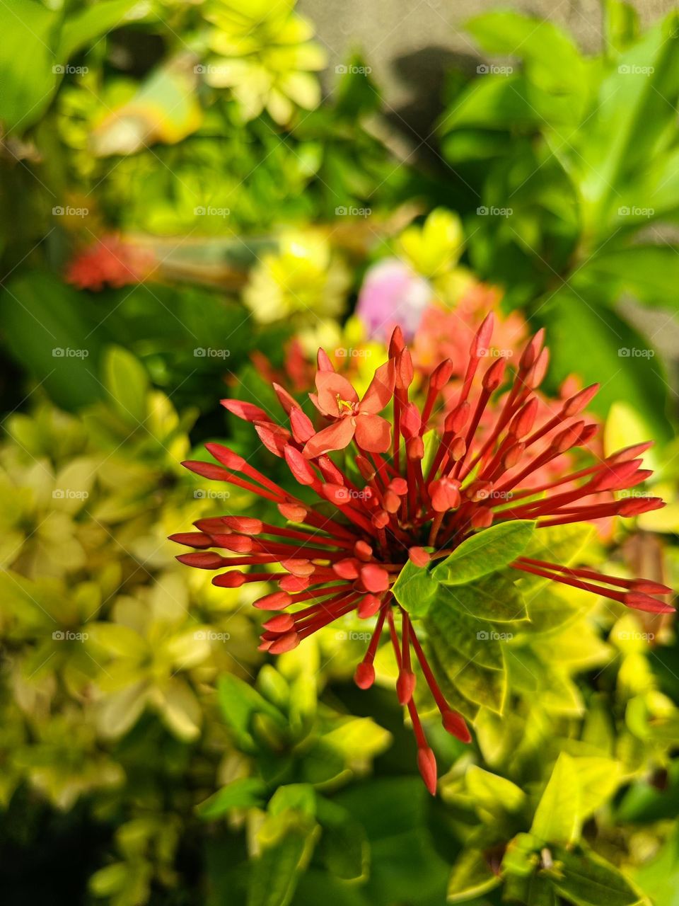 flower🌺🌻🌹🌷🌺🌻🌹🌷🌺🌻🌹🌷