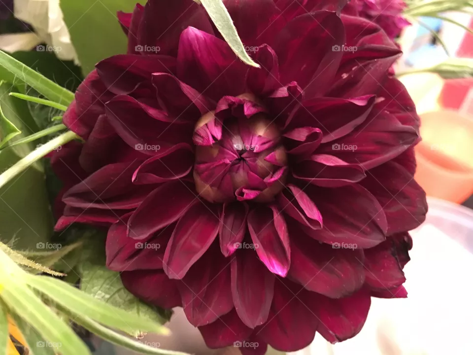 Flower 