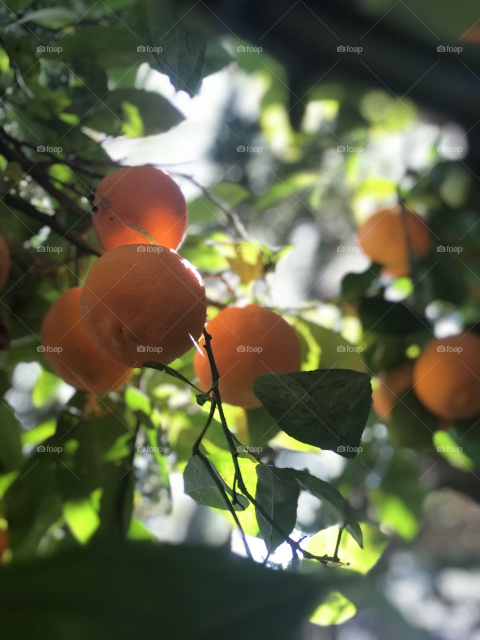 Orange Fruit