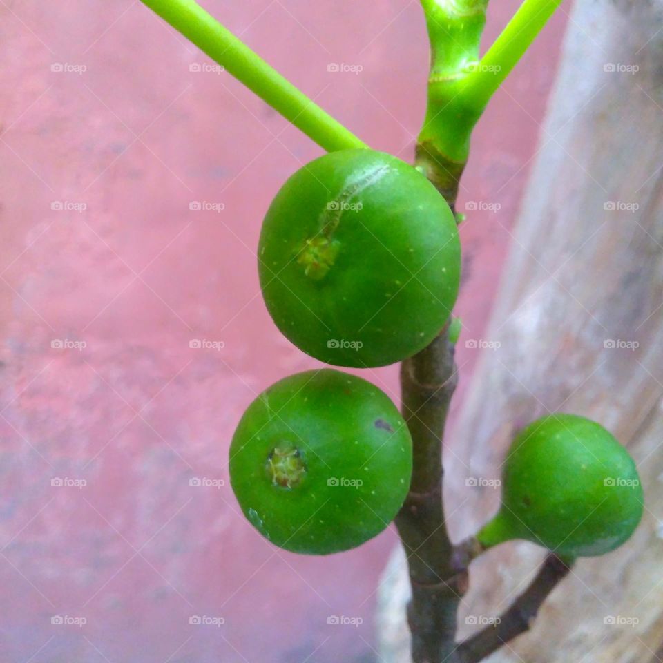 Green fruits on tree