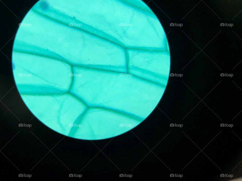 Plant cell shown with a light microscope at oil immersion level