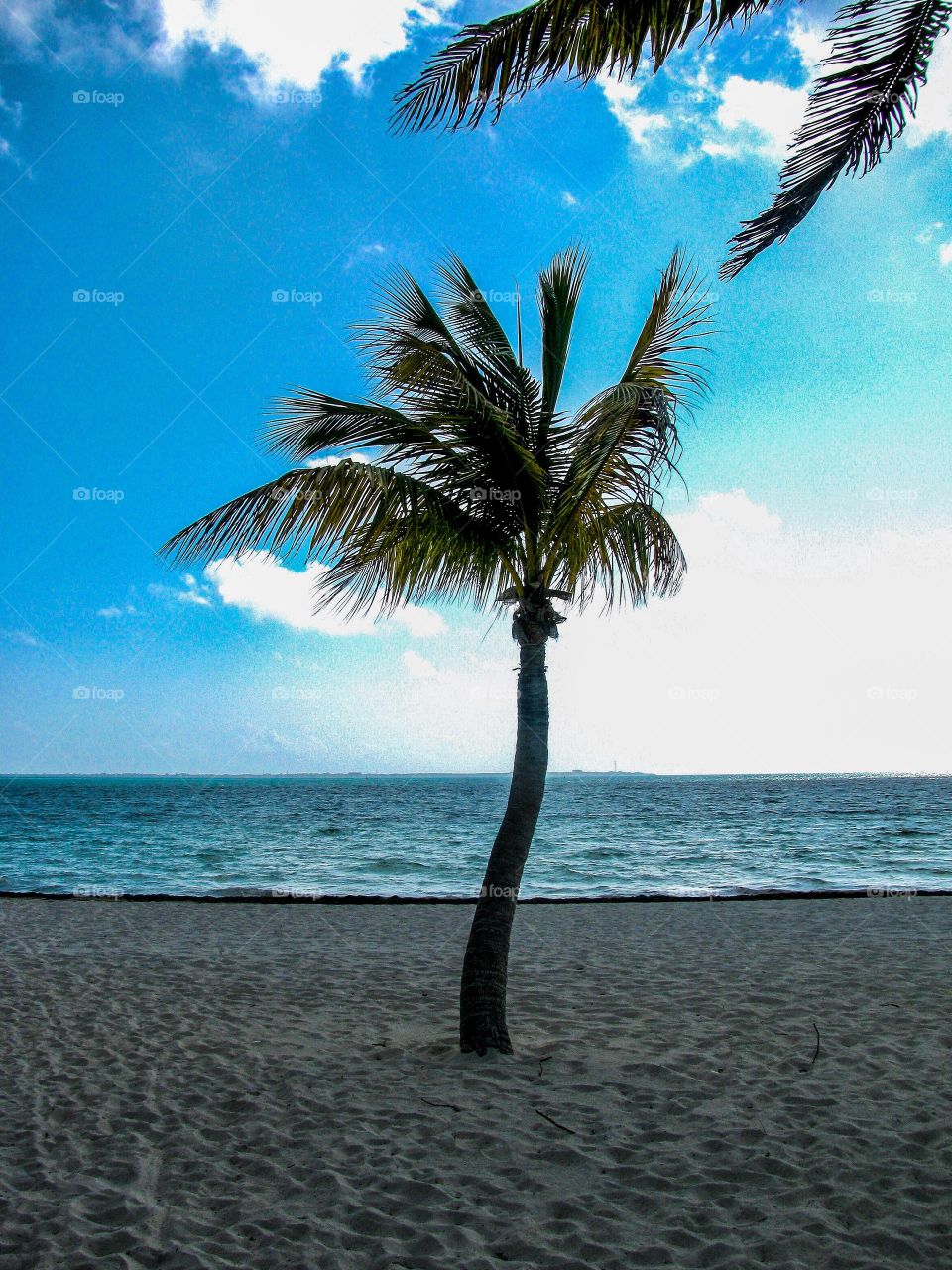 Palm tree