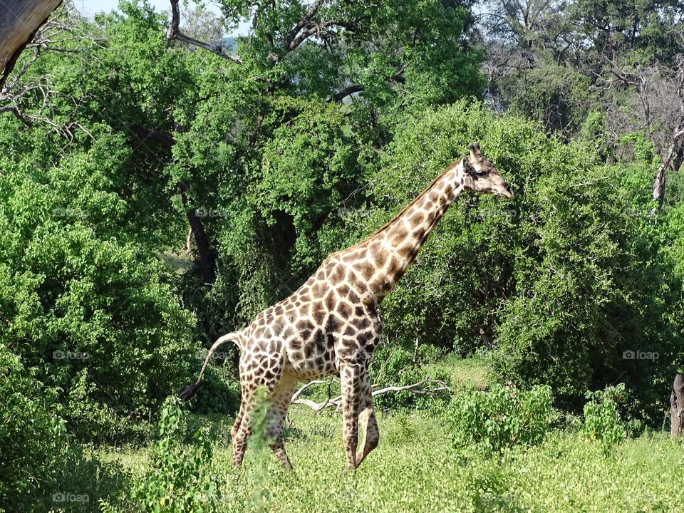 African giraffe . On an African Safari exploring