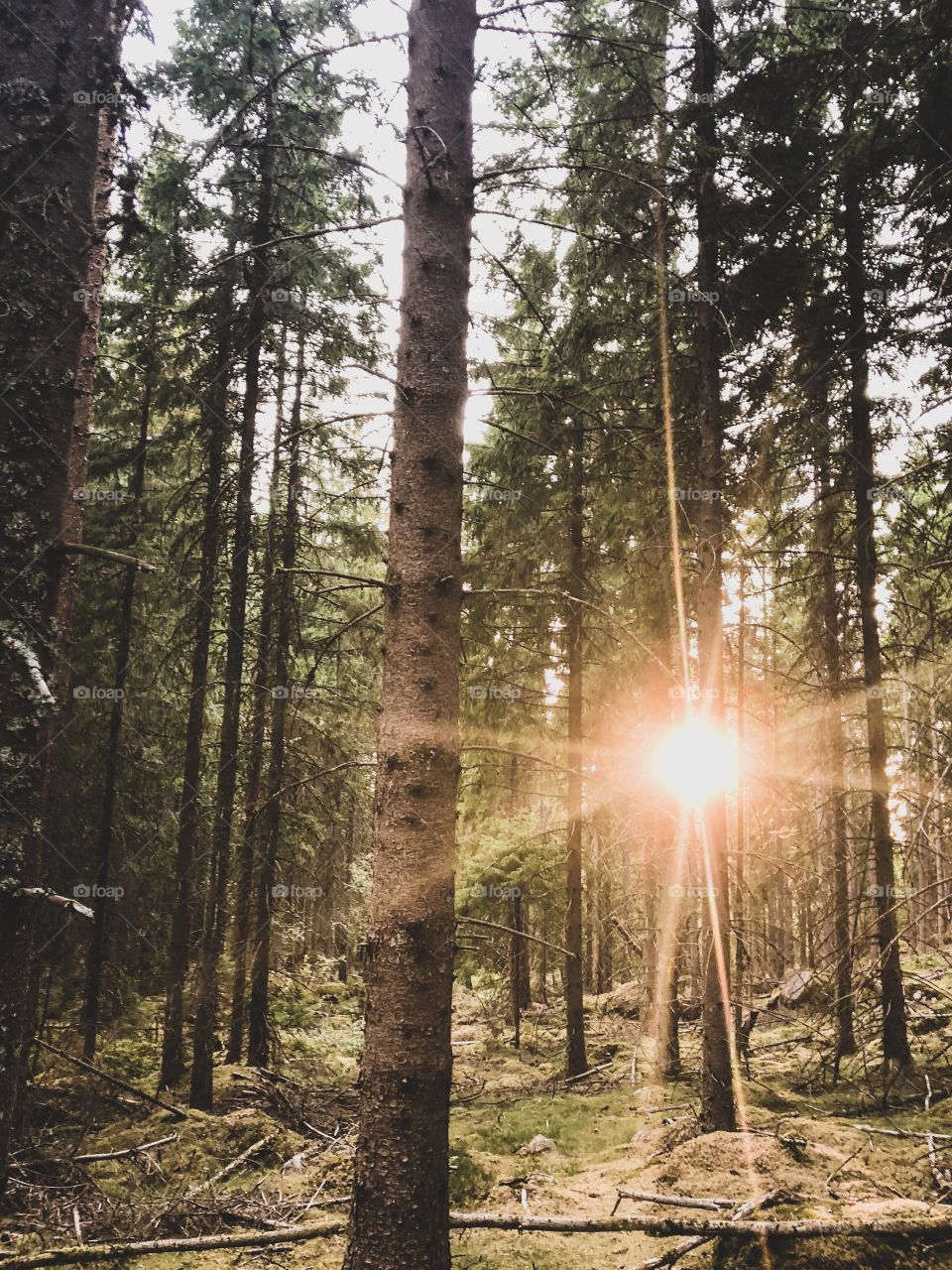 Sunset among the trees