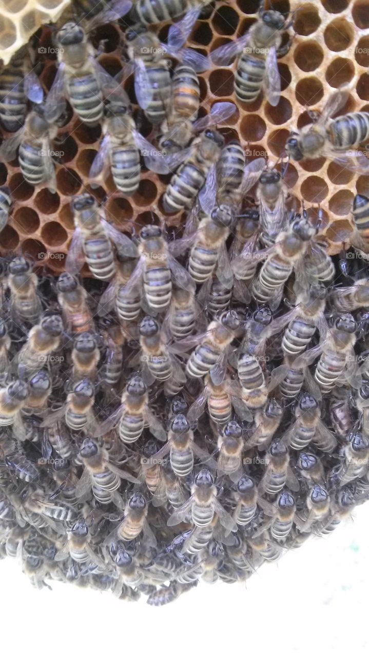 bees on comb close up
