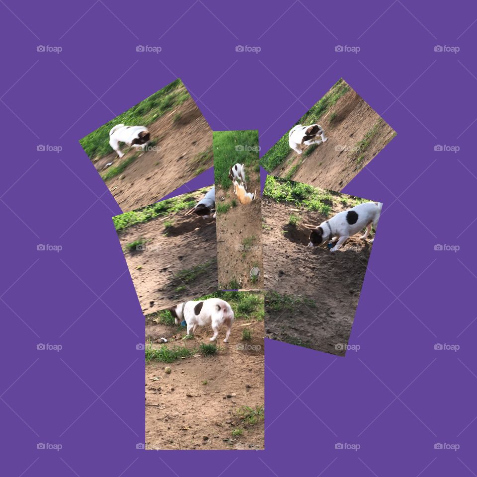 Gizmo playing with a moth then with kitty cat such fun in the back yard! Playful 