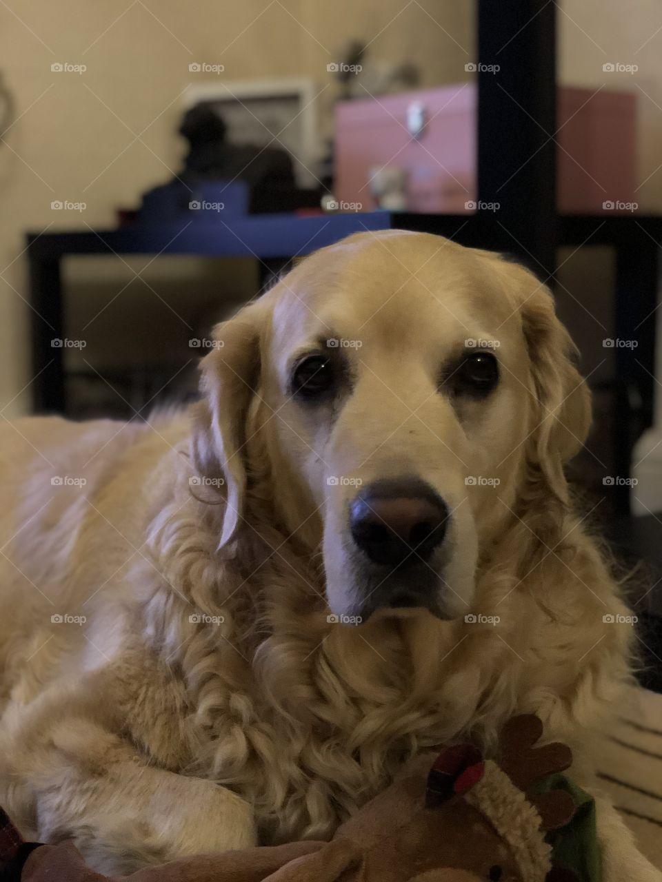 Nocas  (Golden Retriever)