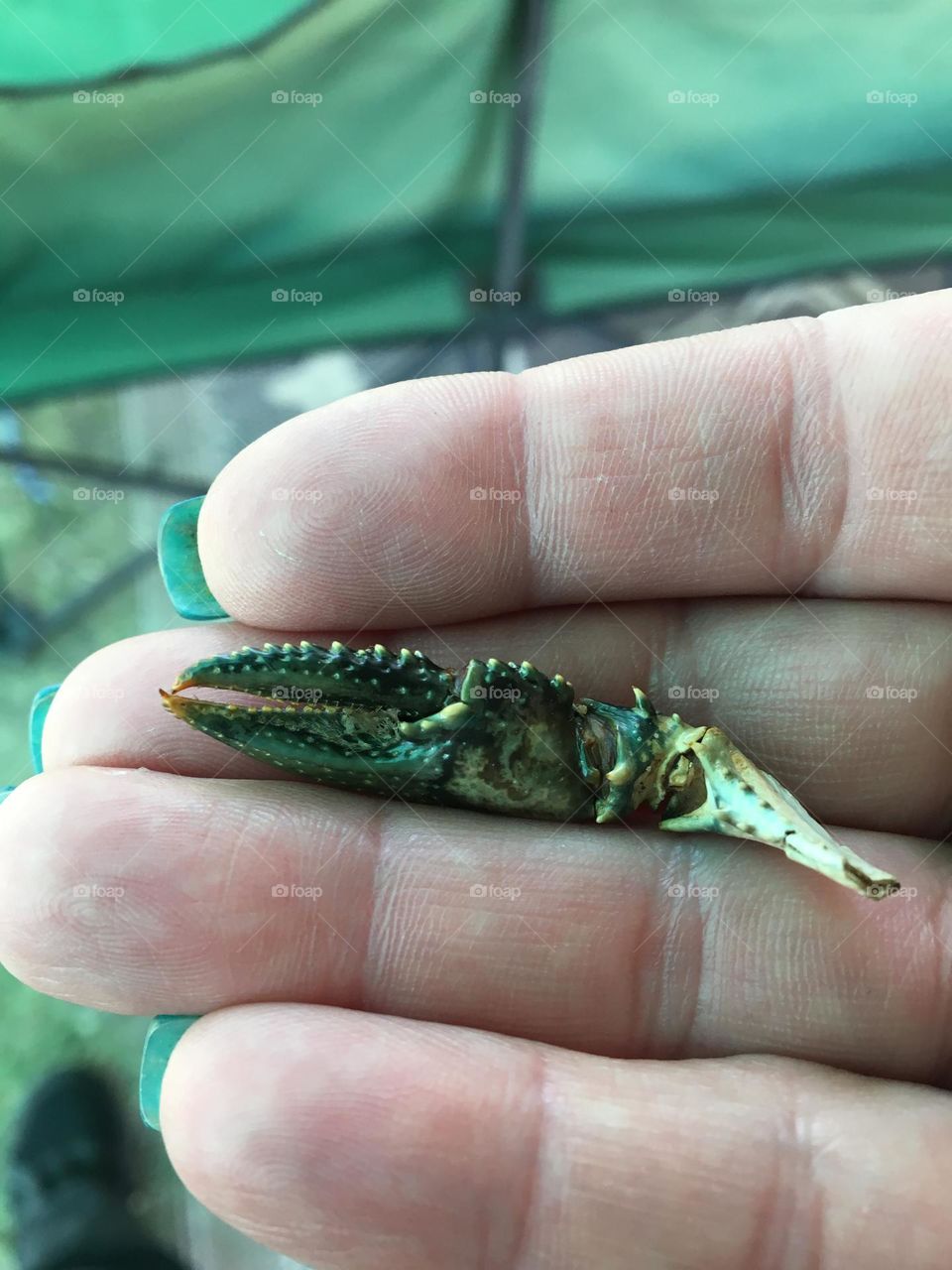 Middle aged manicured ladies hand holding out a claw she found on the beach