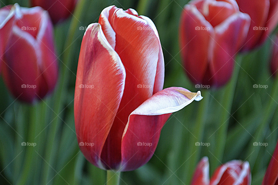 Red tulip spring flower