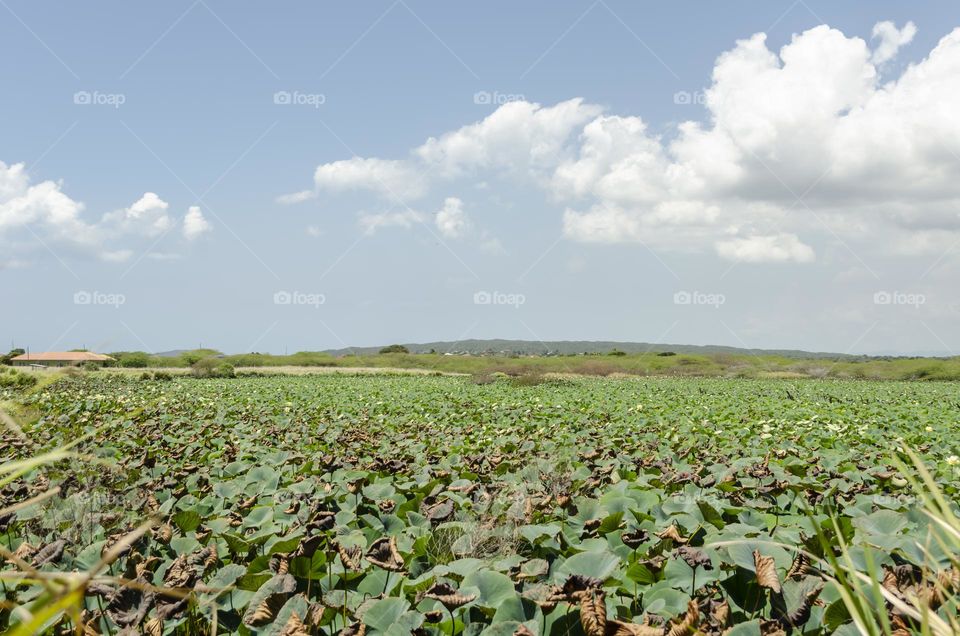 Water Lilly