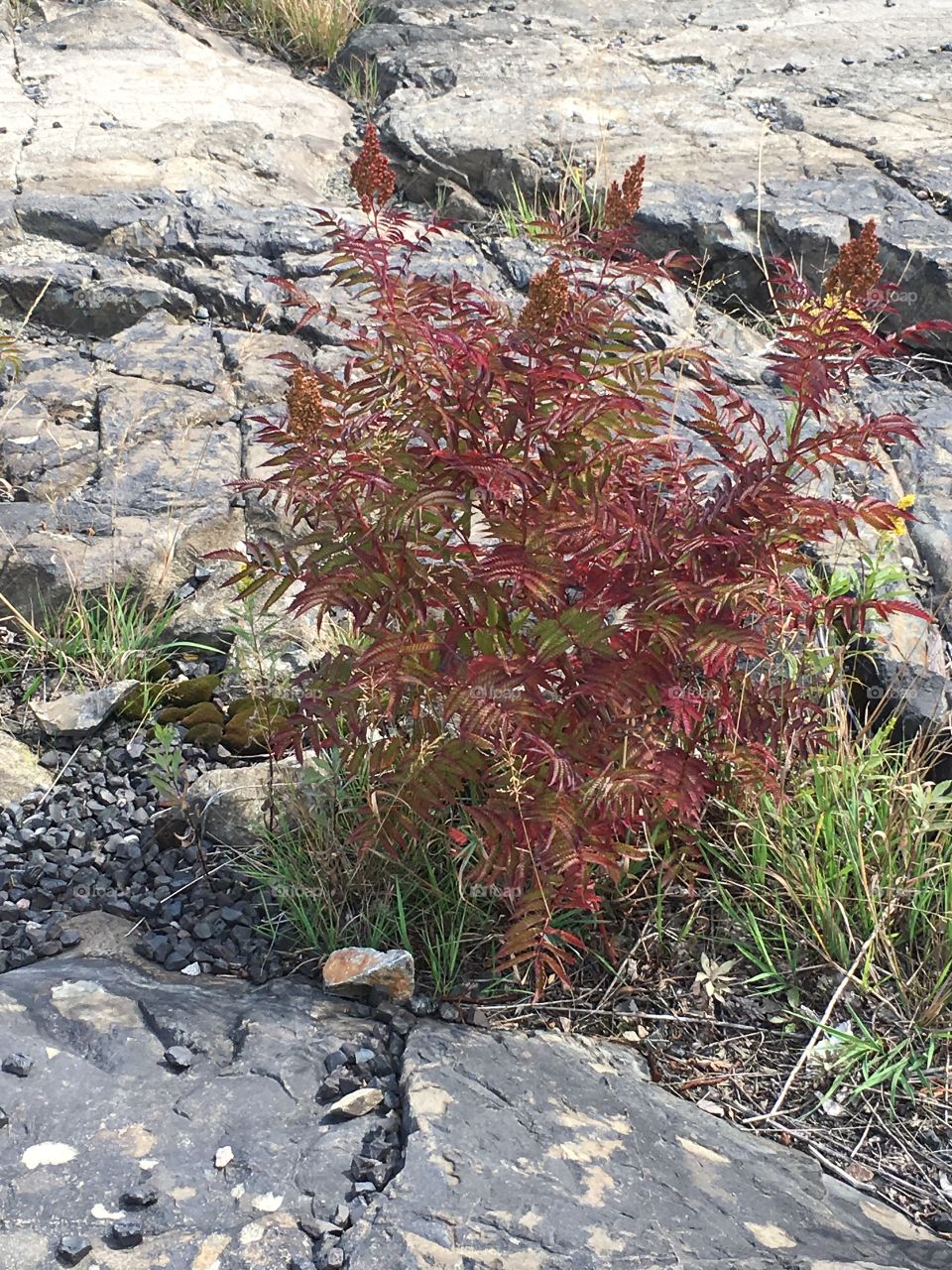 Weeds around rocks 