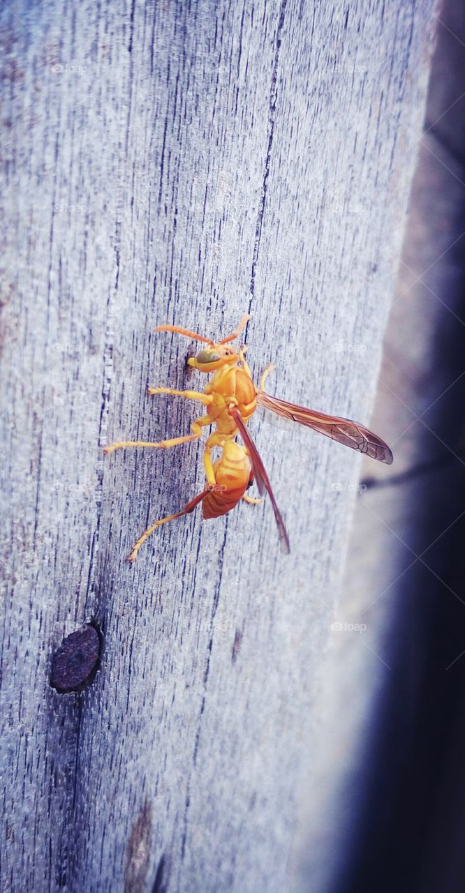 Beautiful wasp
