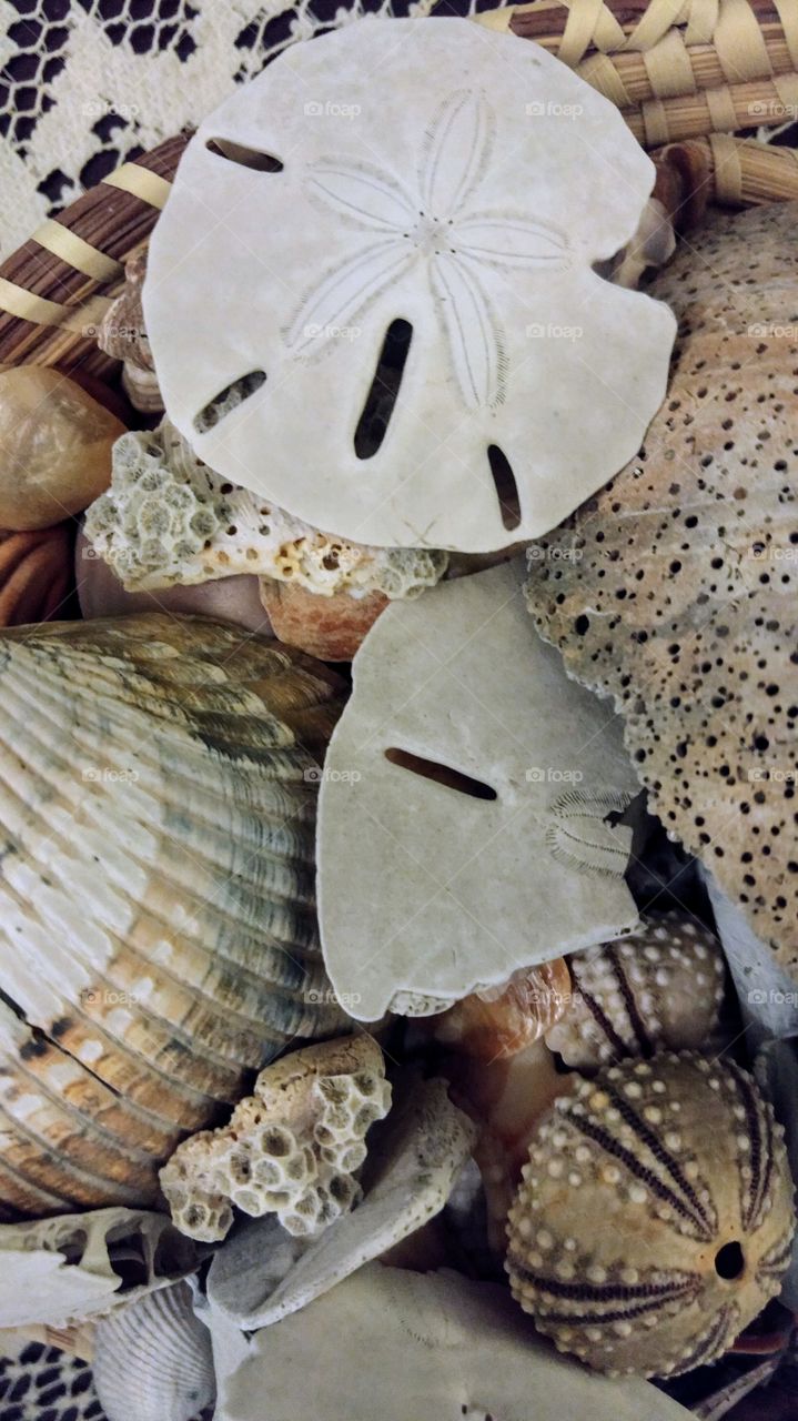 seashell