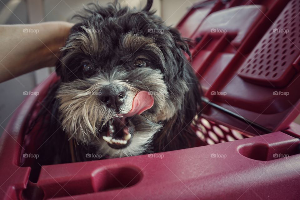 Dog sitting in basket