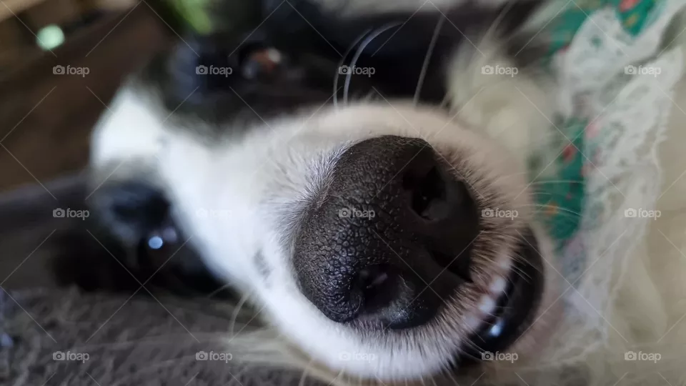 Cachorro