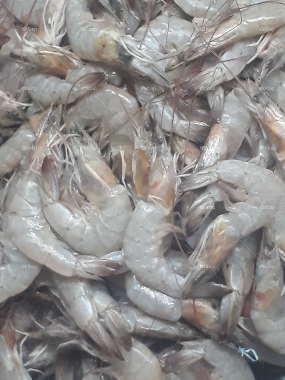 prawns