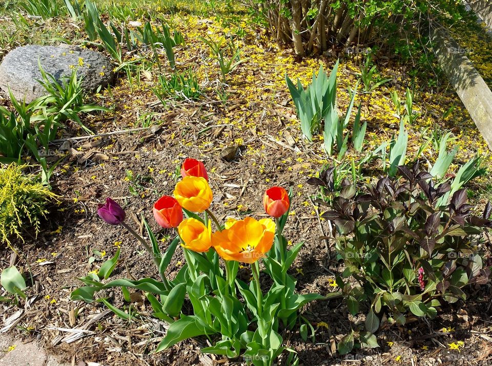 Bright Corner. Tulips & Forsythias 