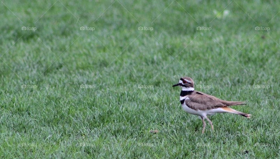 Killdeer in grassy field with rust-colored back feathers in view 