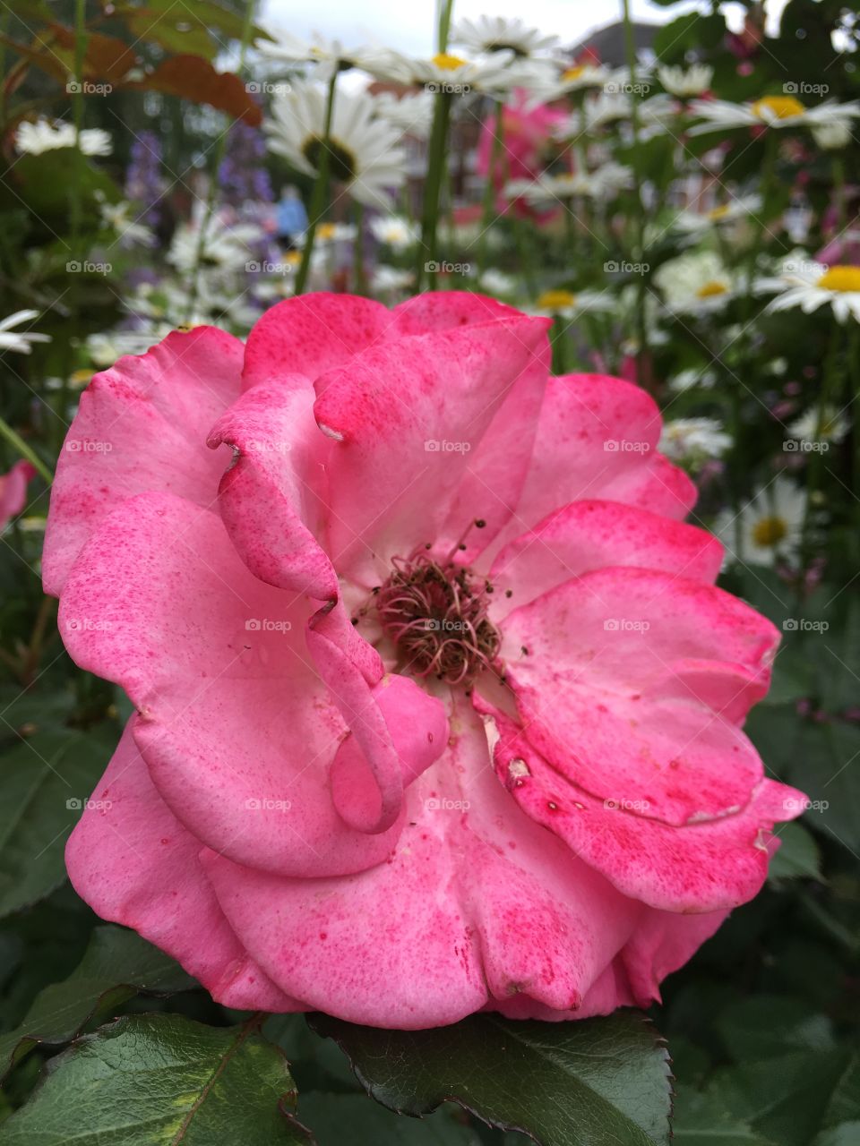 Close up view of a pink English Rose flower in a garden in summer with daisy flowers in the background 