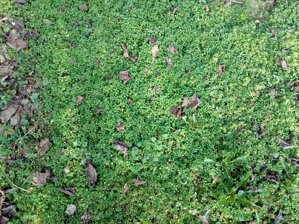 grass, leaves