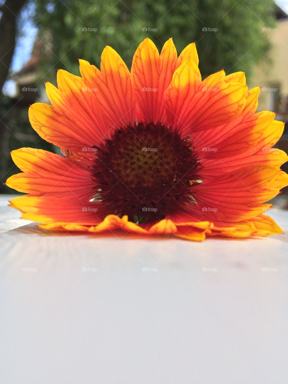 flower Sun 