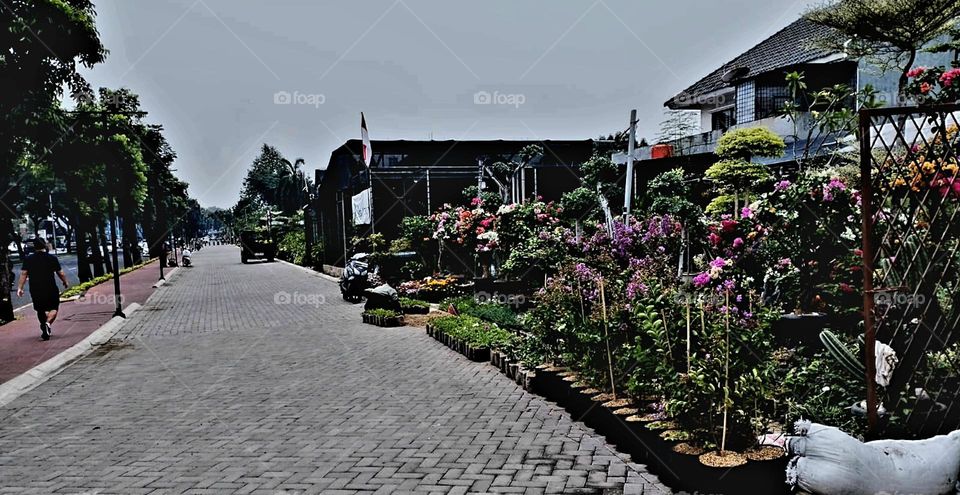 FLOWERS ALONG THE WAY