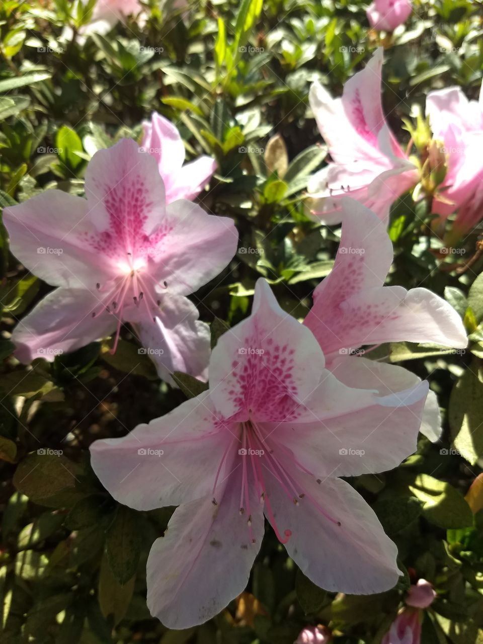 pink azalea
