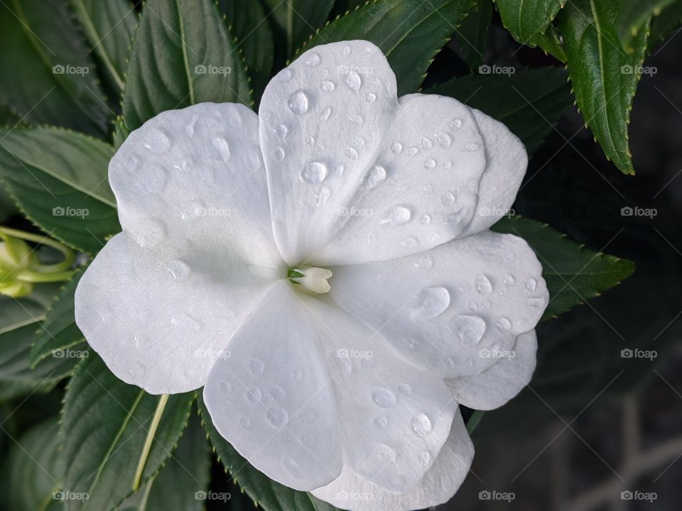 Water drops on flower