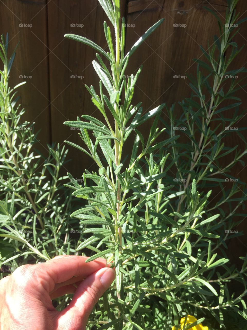 Fresh rosemary 