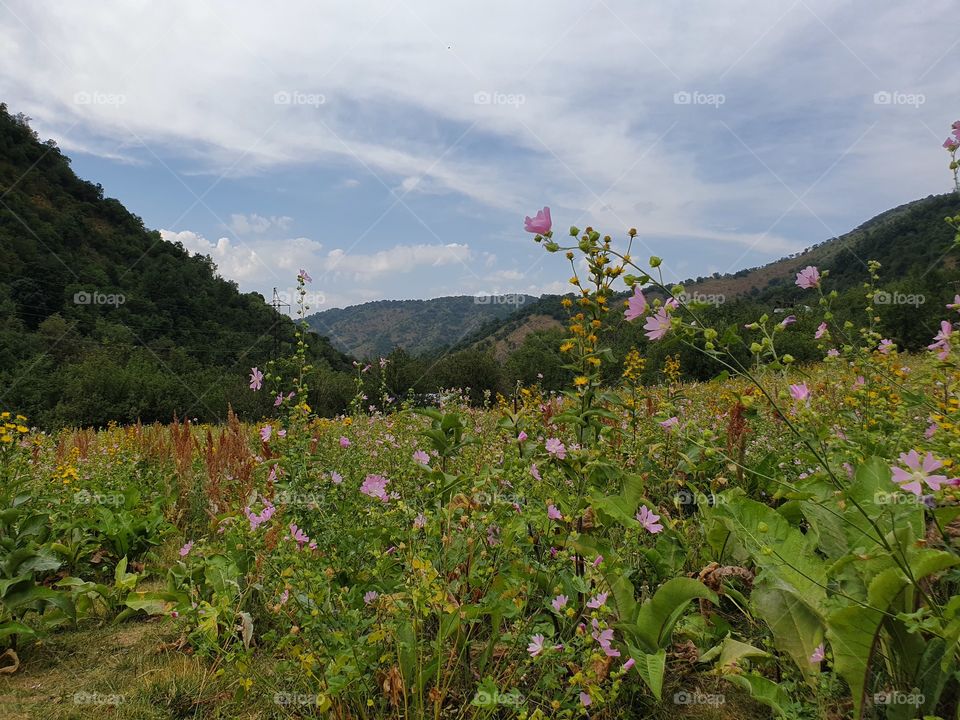 summer mountains with flowers and cloudy sky