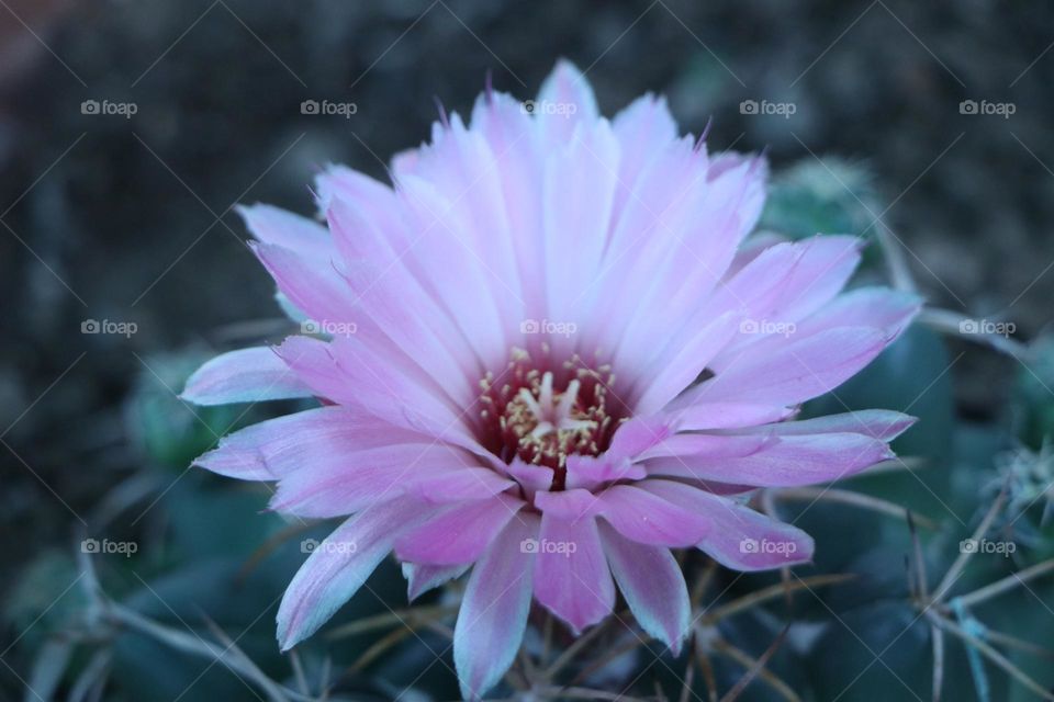 flower in thorns:The Barbie sryle