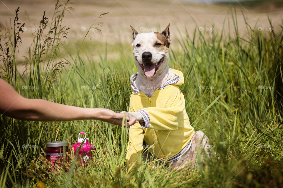 Dog sitting in the grass, submits a paw