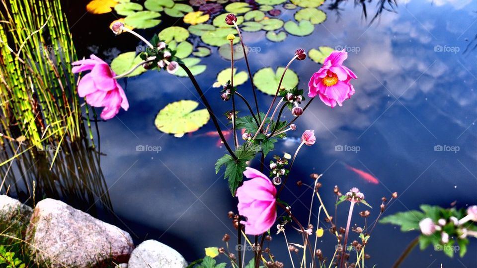 Lovely pond