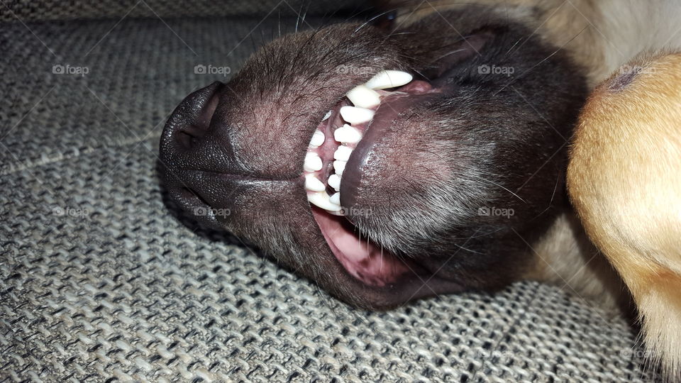 Dog has white teeth