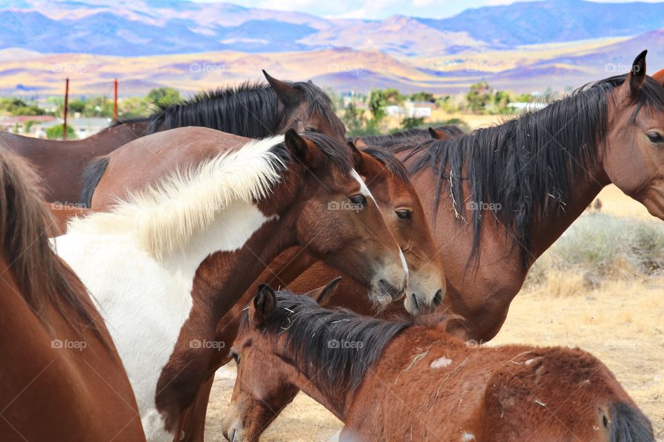 A band herd of Nevada wild mustangs 