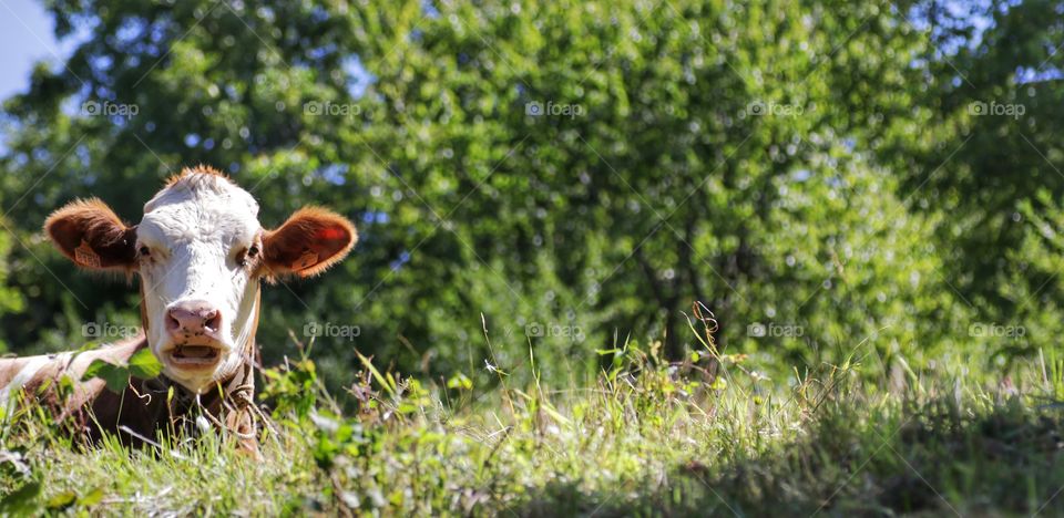 Cow in a field under a tree in summer time 