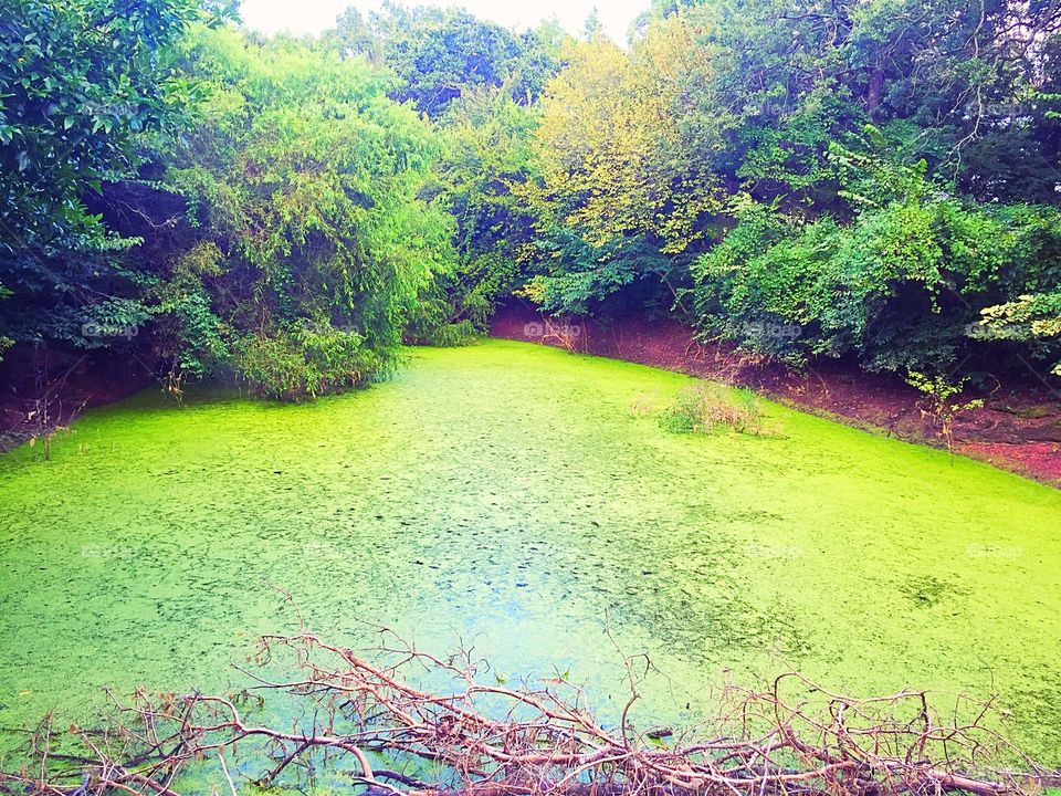 Mossy pond 