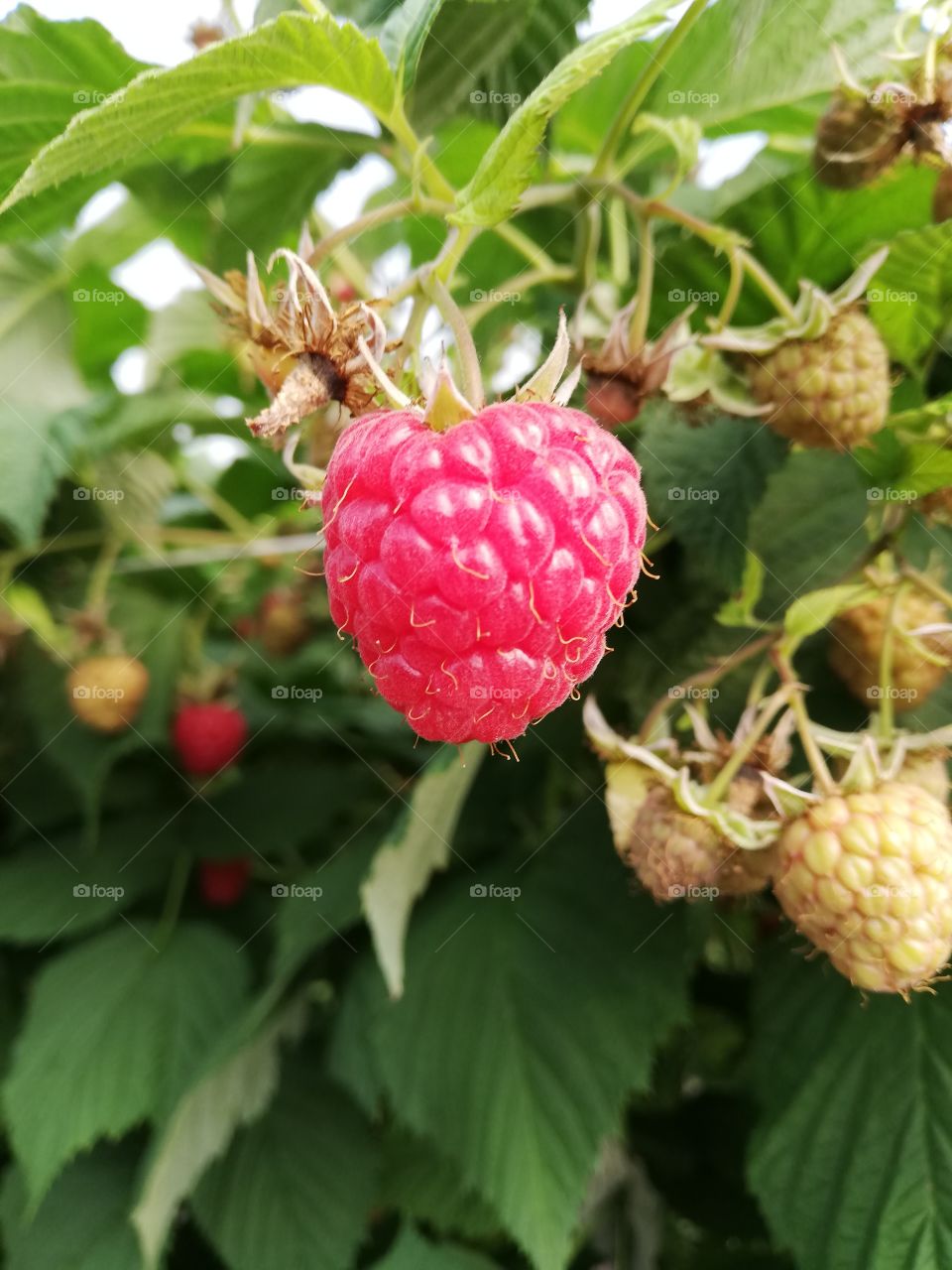 Delicious beautiful raspberry