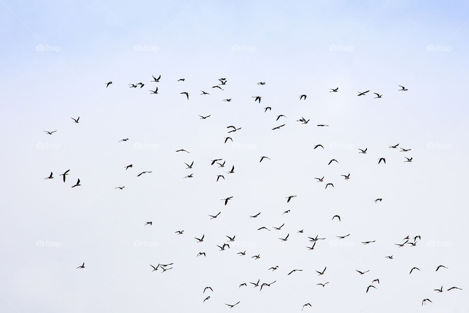 Flocks of birds flying in the sky.