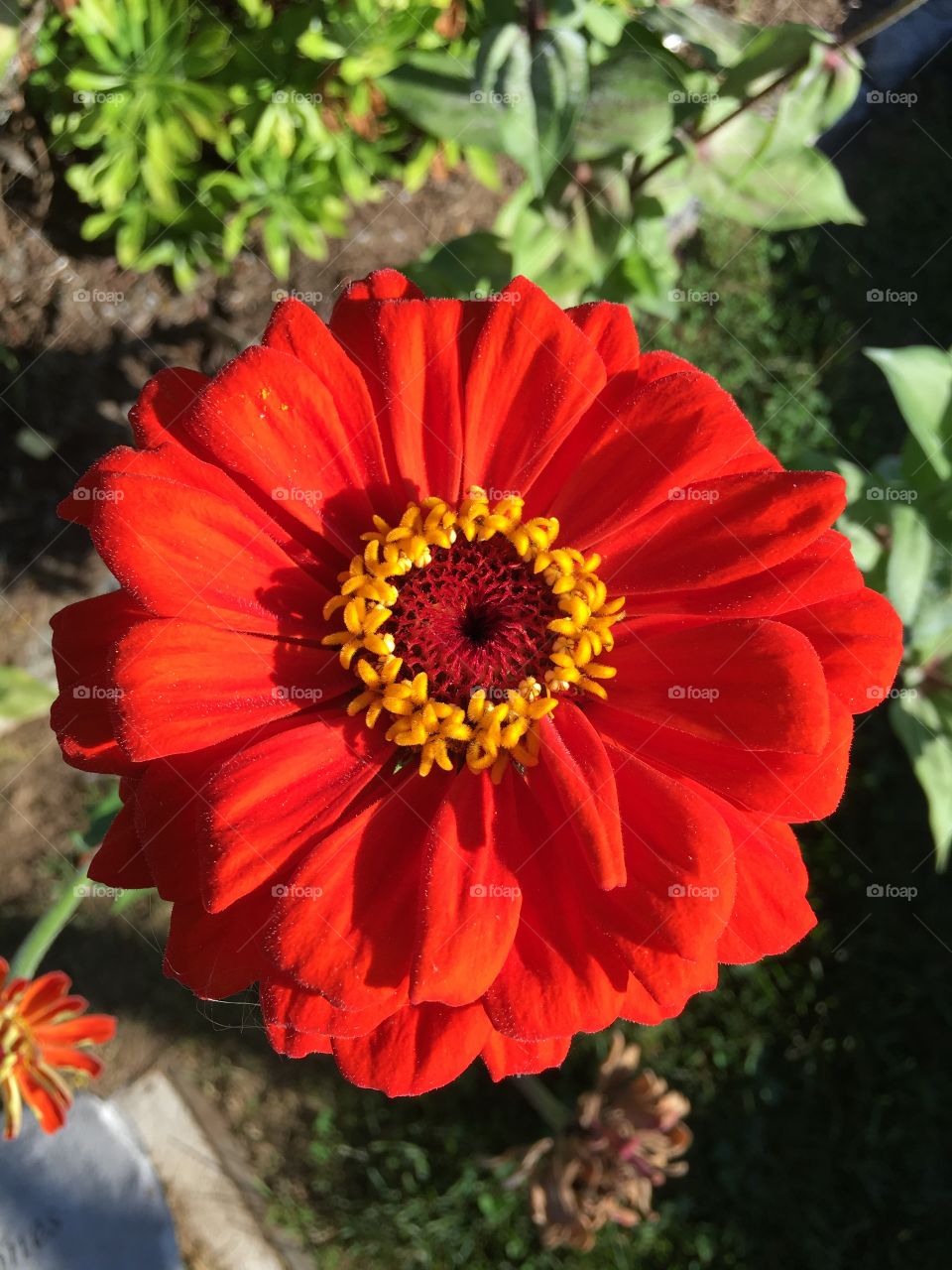 Zinnia red