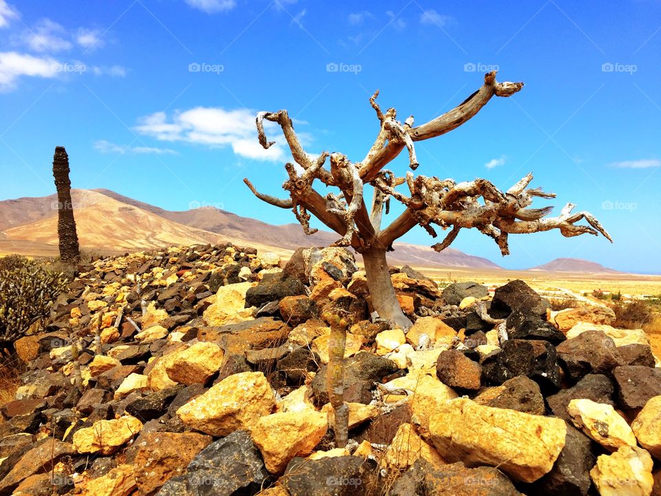 Twig sky