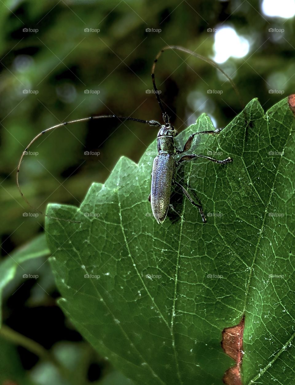 Long horned beetle 