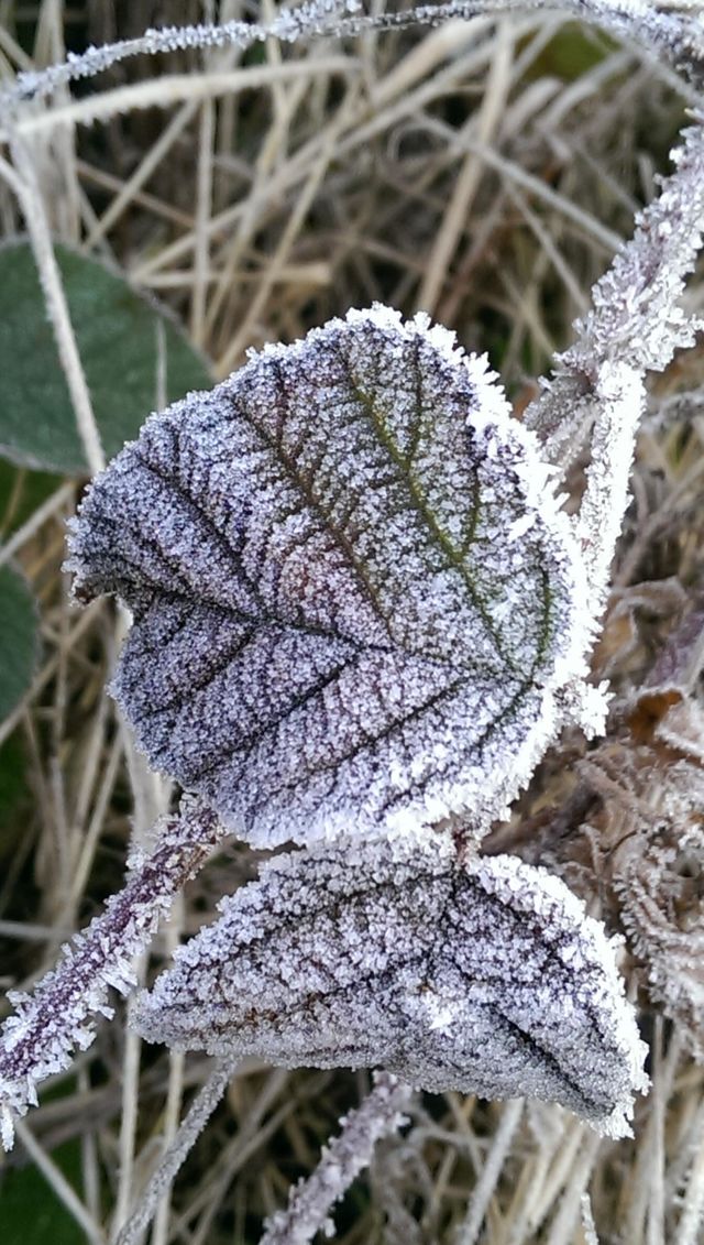 Frost bitten leaf