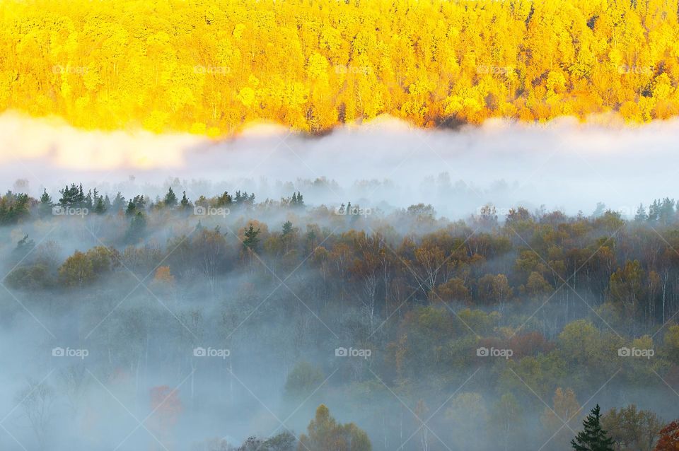 Autumn morning landscape with mist over forest in Sigulda, national park of Gauja